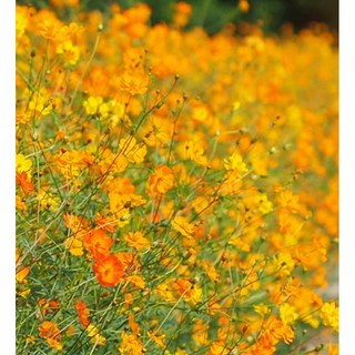 HẠT GIỐNG HOA CÁNH BƯỚM VÀNG CAM ĐƠN CAO