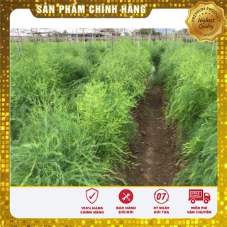 Hạt Giống Măng Tây Xanh(10 hạt)