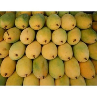 Cây Xoài Cát Hòa Lộc