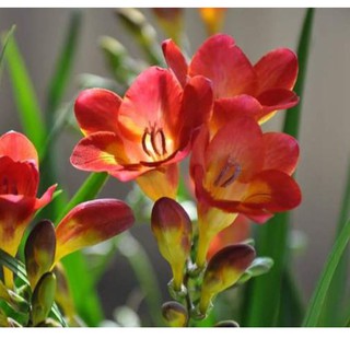 Củ giống hoa lan nam phi hoa màu đỏ - 1 củ