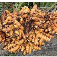 Phân bón Siêu To Củ PIV -Phì củ, nặng củ, chắc củ, bóng củ, chống thối, nứt trái, kéo tinh bột vào củ - Loại 50gam