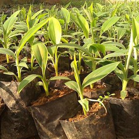 CÂY GIỐNG CHUỐI GIÀ LÙN NAM MỸ SIÊU QUẢ SIÊU KINH TẾ