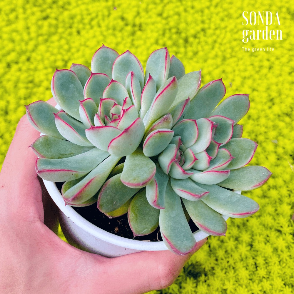 Sen đá viền hồng SONDA GARDEN size trung bình 10-12cm cây cảnh trang trí nhà cửa, lỗi 1 đổi 1