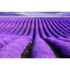 Gói 100 hạt giống hoa oải hương LAVENDER  KHUYẾN MẠI SHOP MỚI HẠ GIÁ SỈ