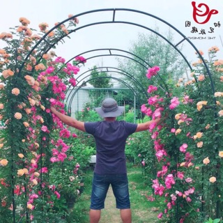Khung vòm leo ống 19mm cao 240cm rộng 140cm ngang 38cm