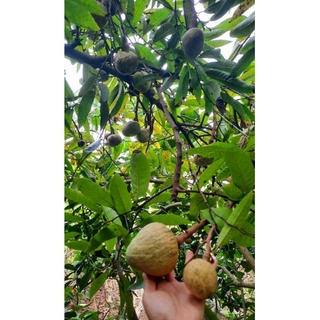 Giống Cây Nê Na