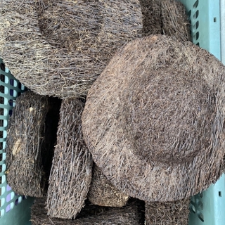 CHẬU DỚN TRÒN TRỒNG LAN (DỚN ĐĨA) - Giá thể trồng lan bền đẹp rẻ