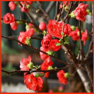 Hạt giống Mai đỏ tặng gói hạt giống