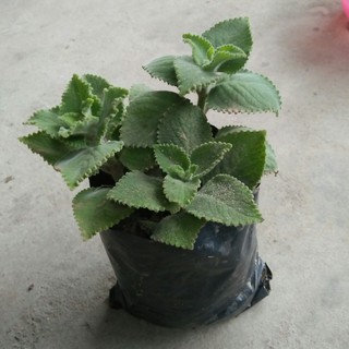 Cây húng chanh trị ho