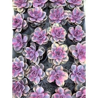 Sen đá Hồng Dâu var 10cm