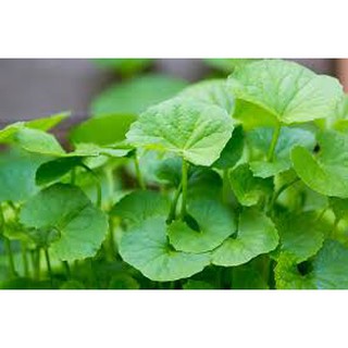 200 hạt giống rau má