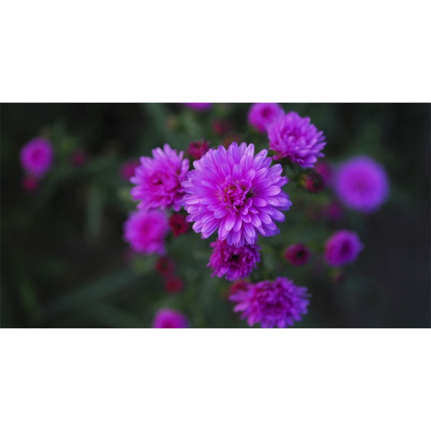 #Hạt_giống thạch thảo tím