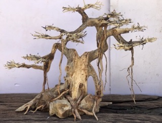Bonsai cho bể cá 80 trở lên