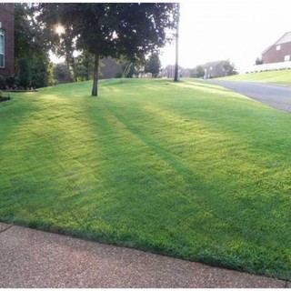 Hạt Giống Cỏ Nhung Nhật - 100 hạt/gói