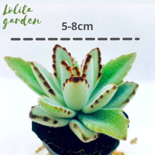 Sen đá nhung lông Đà Lạt size bé cây cảnh trang trí nhà cửa Lolita garden