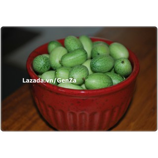 Hạt giống Dưa hấu mini - Gói 5 hạt