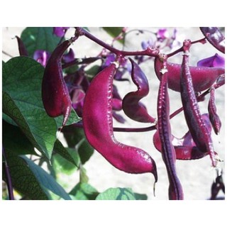 Hạt giống Đậu ván đỏ