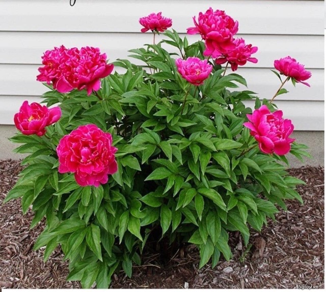 Củ hoa mẫu đơn cánh kép bông to hoa đẹp