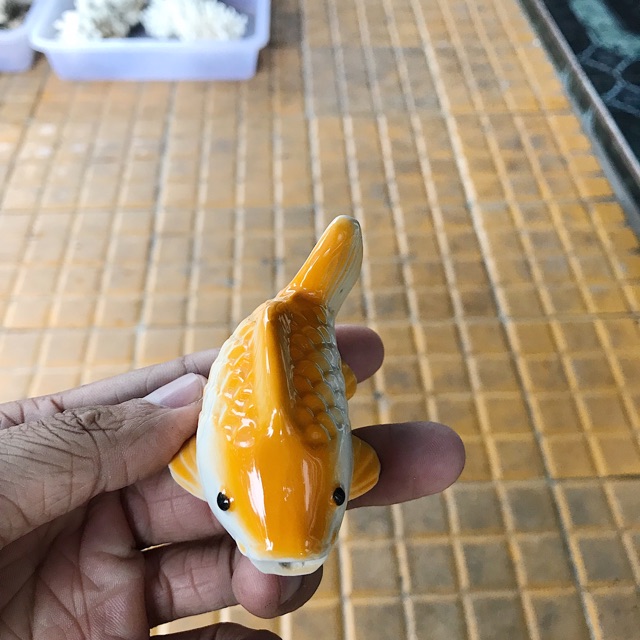 CÁ CHÉP TRANG TRÍ HỒ CÁ NON BỘ DÀI 8CM