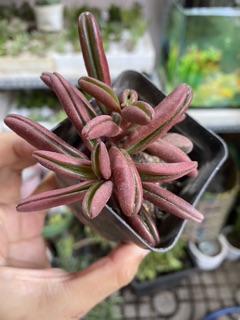 [HIẾM]  SEN ĐÁ ĐẬU ĐỎ - TẶNG CHẬU