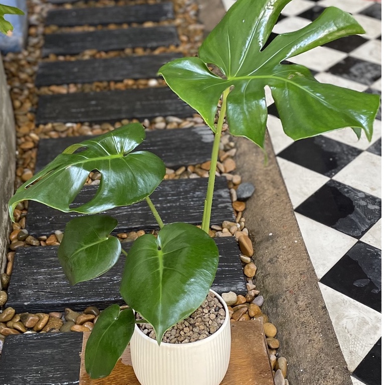 Cây Trầu Bà Monstera deliciosa