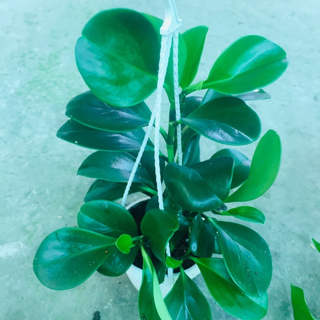 TRƯỜNG SINH XANH CHẬU TREO MINI
