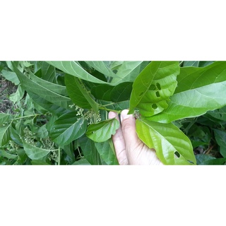 Cây Lá Cách giống (1 chậu)