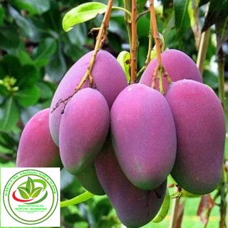 Cây giống xoài tím Thái Lan F1