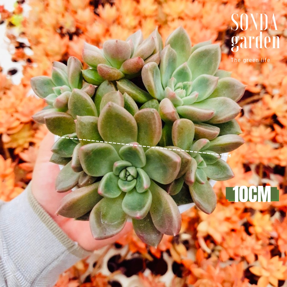 Sen đá aerolite SONDA GARDEN size trung bình 10cm, cây cảnh trang trí nhà cửa, lỗi 1 đổi 1