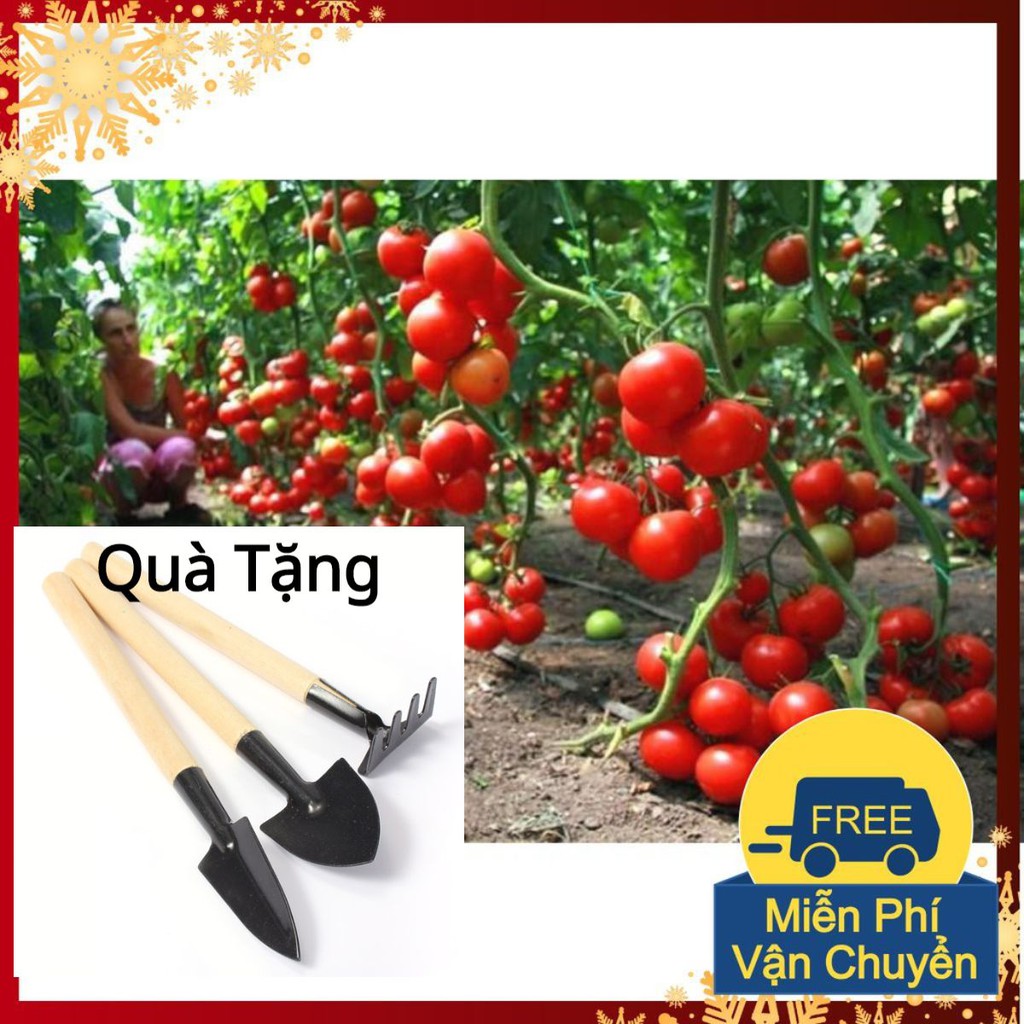 Hạt Giống Cà Chua Bi IDYII F1 ( Cà Chua Chuỗi Ngọc ) Tặng Bộ Dụng Cụ Mini Trồng Cây Tặng Bộ Dụng Cụ Mini Trồng Cây