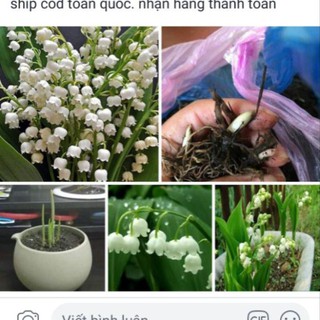 1 Mầm hoa linh lan[SHOP UY TÍN]