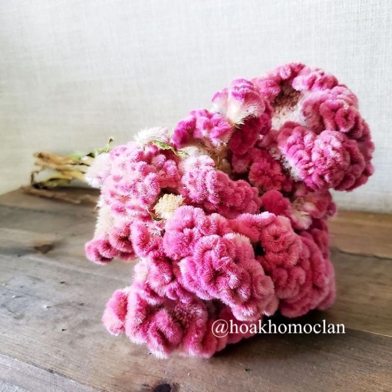 [HIẾM] Hoa Mồng Gà khô Coxcomb Celosia nhập Mỹ cực đẹp trang trí decor cắm lọ hoa, phụ kiện chụp ảnh sản phẩm
