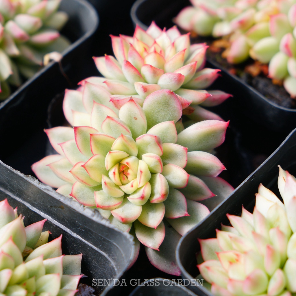 Sen Đá Viền Hồng mini đột biến 2-3 đầu GLASS GARDEN, Sen Đá Var, Hàng Chuẩn Đà Lạt, Lỗi 1 đổi 1