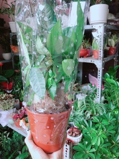 Kim Ngân 1 Thân Lớn