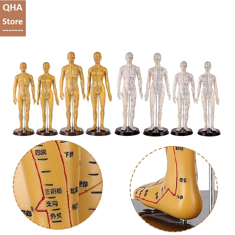 Mô Hình Châm Cứu Huyệt Vị Nam, Nữ - Mô Hình Đường Kinh Lạc