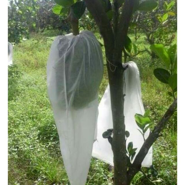 50 Túi bọc mít (50x70)