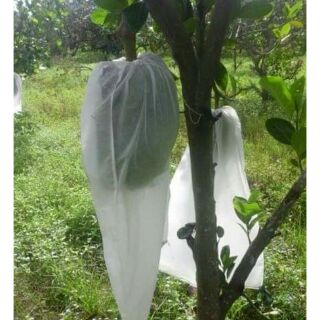 50 Túi bọc mít (50x70)