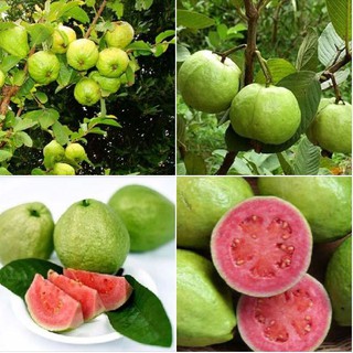 Hạt giống ổi xá lị ruột đỏ gói 15 hạt_ tăng kèm 3 viên kích thích ươm hạt