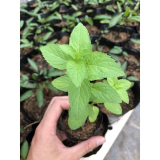 CÂY BẠC HÀ NHẬT ( JAPANESE MINT ) 🌿