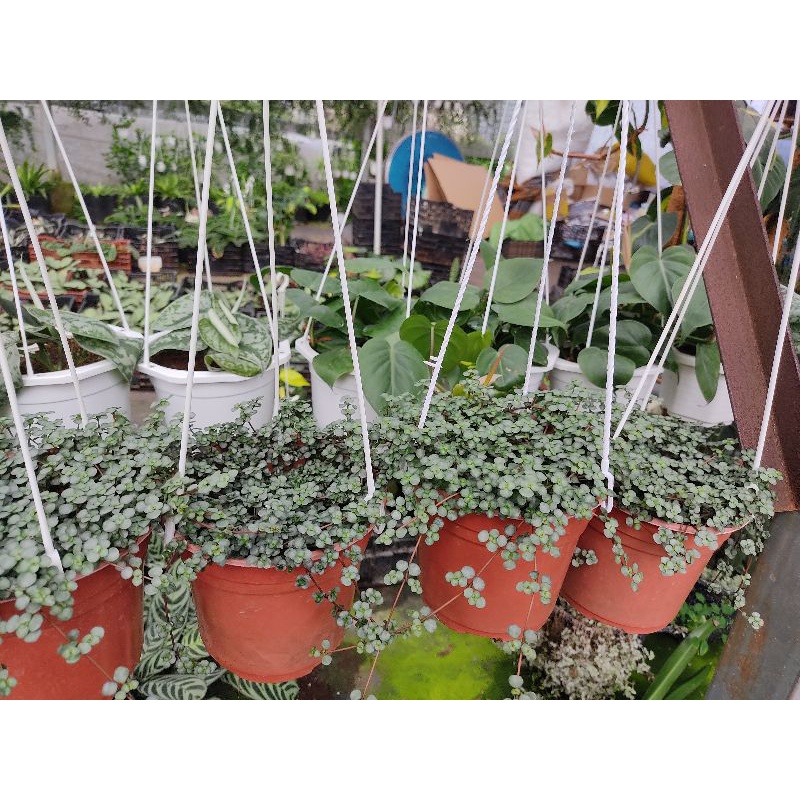 Chậu cứng Pilea Glauca Aquamarine baby tears