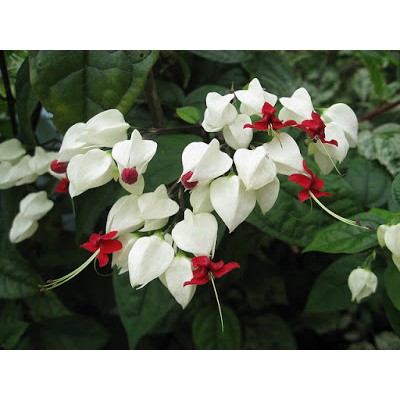 Cây dây leo hoa Ngọc Nữ hoa màu trắng - Chiều cao 30-40cm - Trang Flower