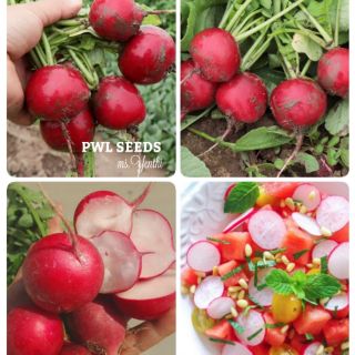 [PWL SEEDS] CHERRY RADISH - CỦ CẢI ĐỎ CHERRY HÀ LAN, HẠT GIỐNG 200+ HẠT/ỐNG