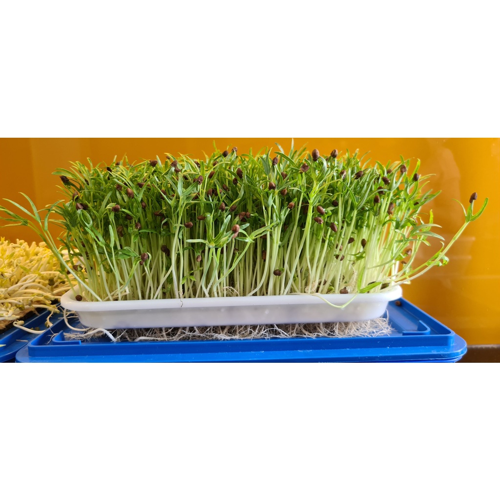 Hạt Giống Rau Mầm Muống Thái Lan