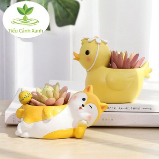 Chậu vịt đẹt trang trí