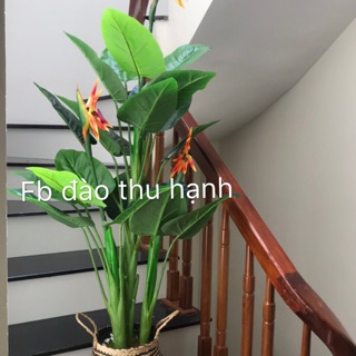 Cây giả, cây thiên điểu