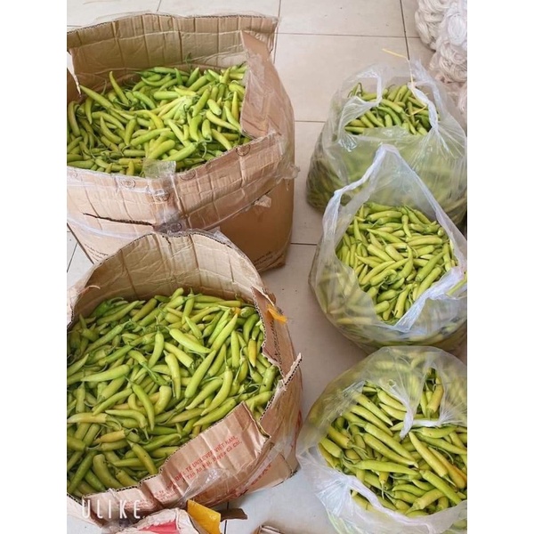 Ớt Huế chuẩn 1kg❤️GIÁ SỈ❤️ siêu Cay Thơm Giòn