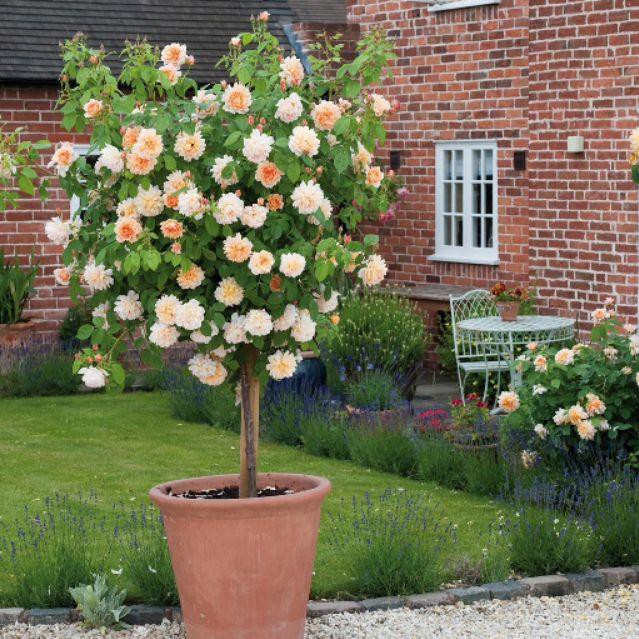 Hạt Giống Hoa Hồng Thân Gỗ Tree Rose nhiều màu - 10 hạt