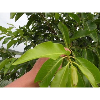 cây lá vối nếp giống