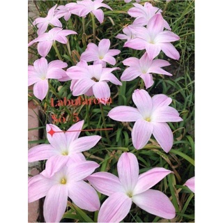 Củ huệ mưa ngoại Labufarosa màu hồng phấn, hoa to