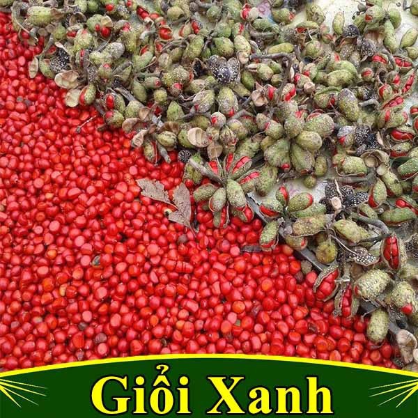 CÂY GIỐNG CÂY DỔI XANH - NCCCGCDX